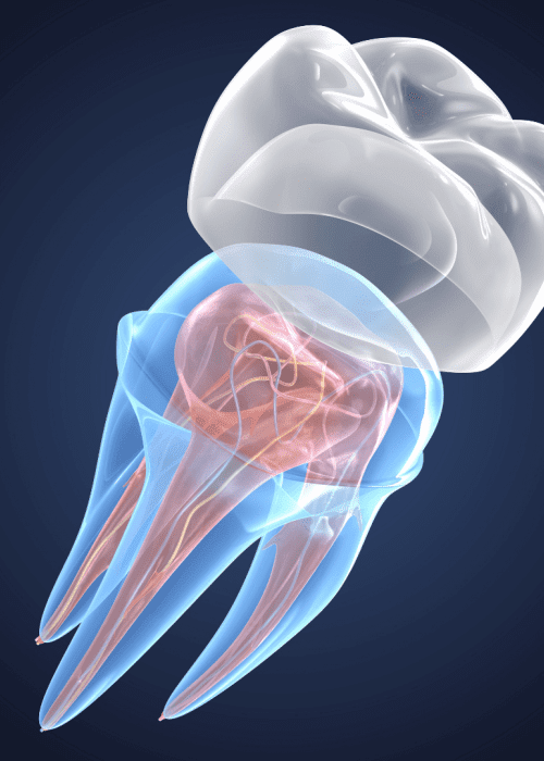 endodontia min